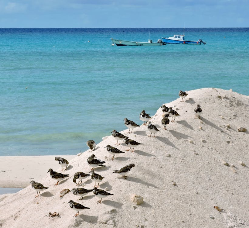 Seaside birds on sandy shores in Oistins, Christ Church, Barbados